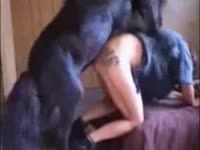 Tatted chick getting smashed by big black dog